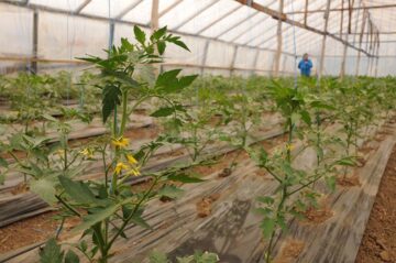 Sprijin de 3.000 de euro în fiecare an, pentru producătorii de tomate în extrasezon