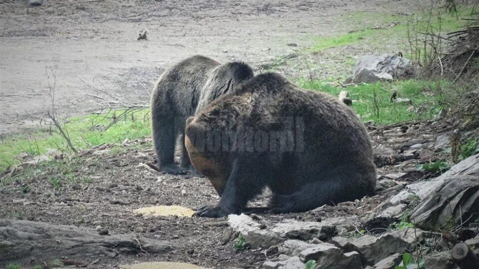 Doi urși iau „picnicul” în natură, la o hrănitoare amplasată de silvicultori, la OS Broșteni