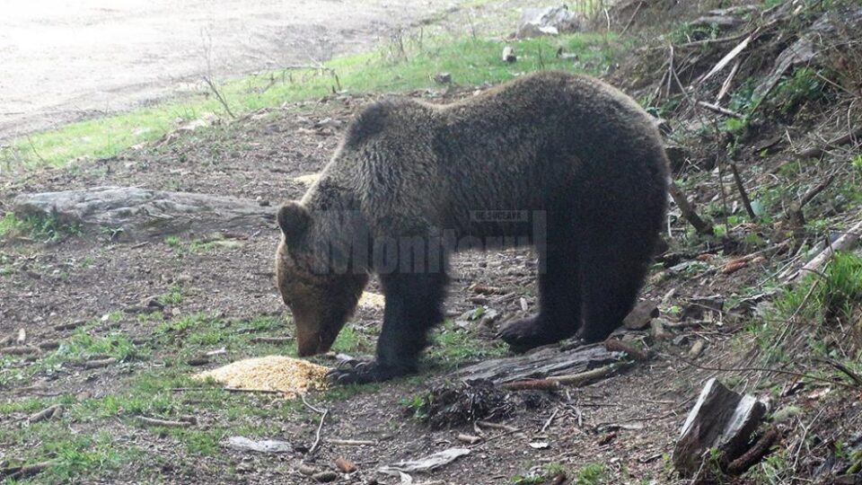 Doi urși, filmați cum iau „picnicul” în natură, la Broșteni