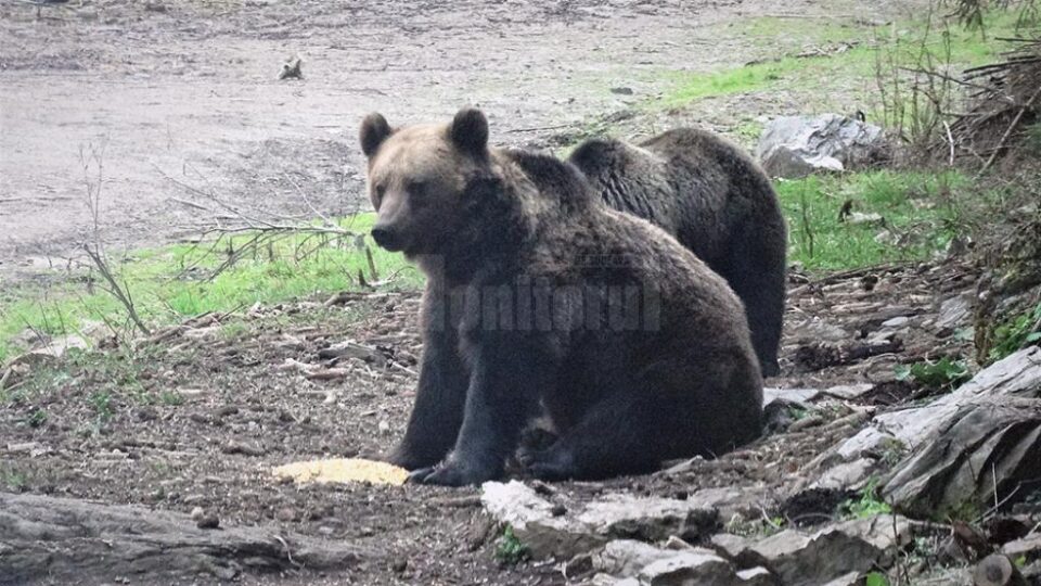 Doi urși, filmați cum iau „picnicul” în natură, la Broșteni