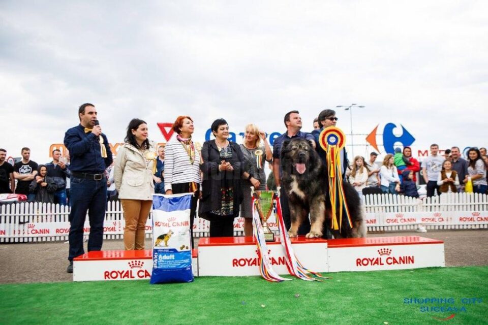 Bucovina Dog Show, la Shopping City Suceava 3