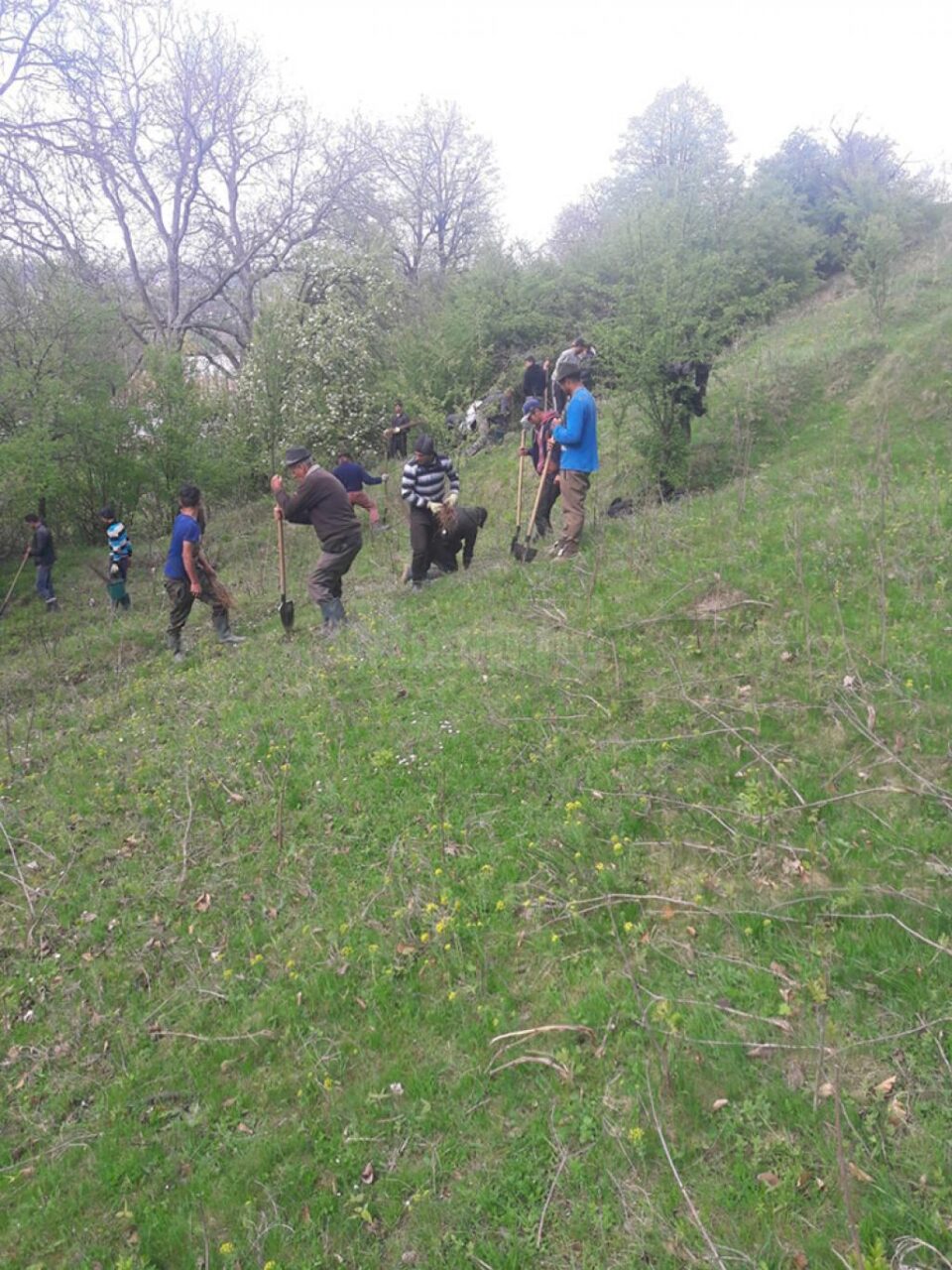 10.000 de de puieți de salcâm au fost plantați la Călinești, pe un teren degradat