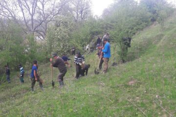 10.000 de de puieți de salcâm au fost plantați la Călinești, pe un teren degradat