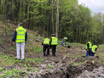 Angajații SUCT Suceava au pus umărul la împădurirea unui teren accidentat din Zvoriștea