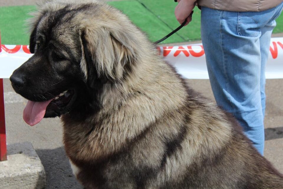 Peste 750 de câini, din 60 de rase, vor putea fi admirați la Bucovina Dog Show