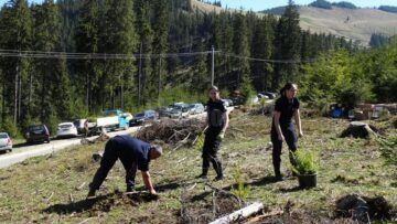 Peste 20.000 de puieți de arbori, plantați de voluntari, la ocoalele silvice Vama și Pojorâta