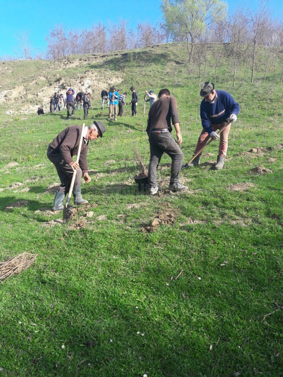 10.000 de puieți de salcâm, plantați la Călinești, pe un teren degradat