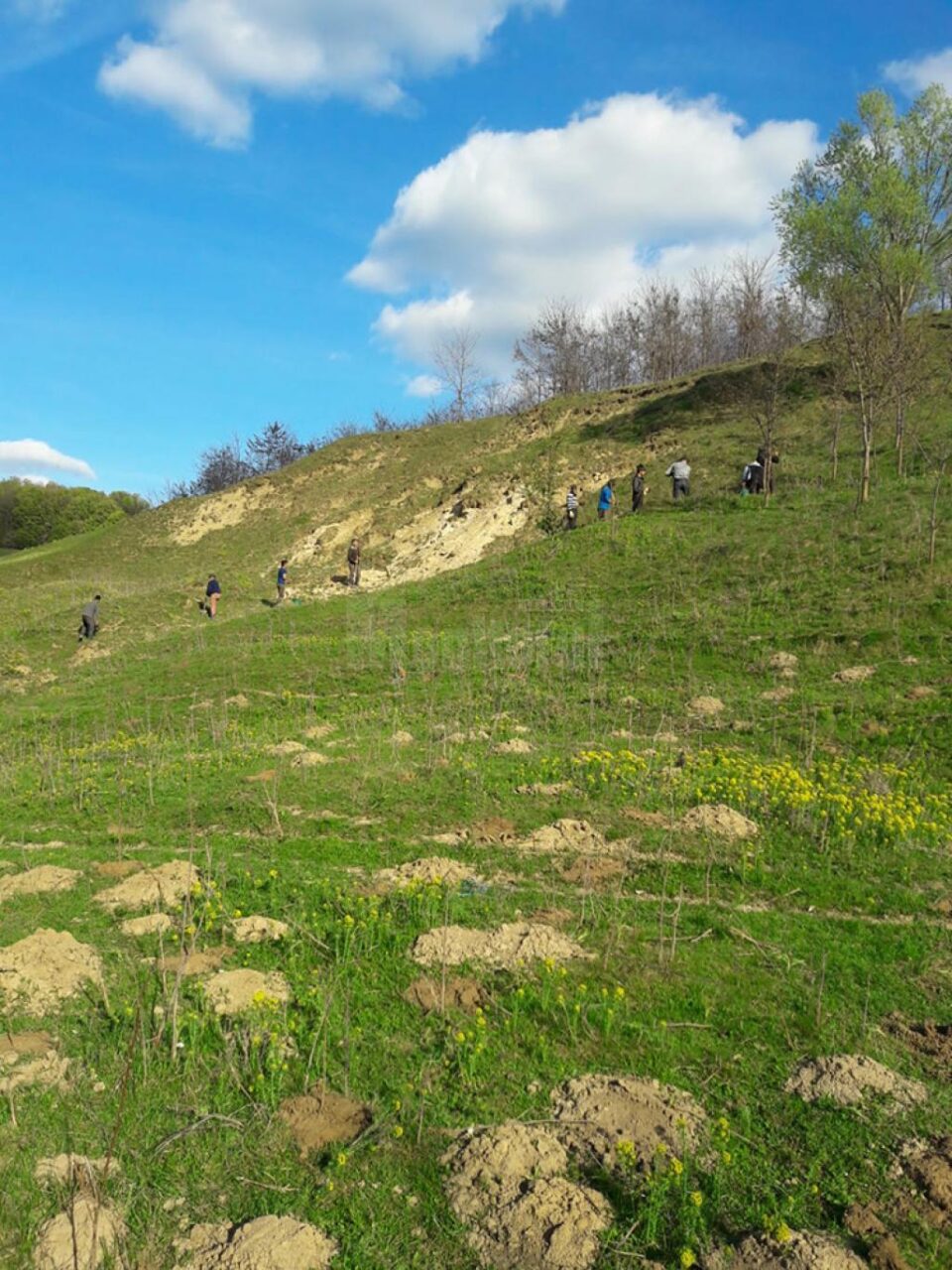 10.000 de puieți de salcâm, plantați la Călinești, pe un teren degradat