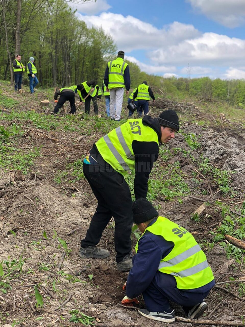 Angajații SUCT au ajutat la plantarea unui teren accidentat din Zvoriștea