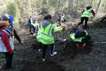 Peste 700 de voluntari s-au implicat în campaniile de împădurire de sâmbătă, la Vama și la Pojorâta