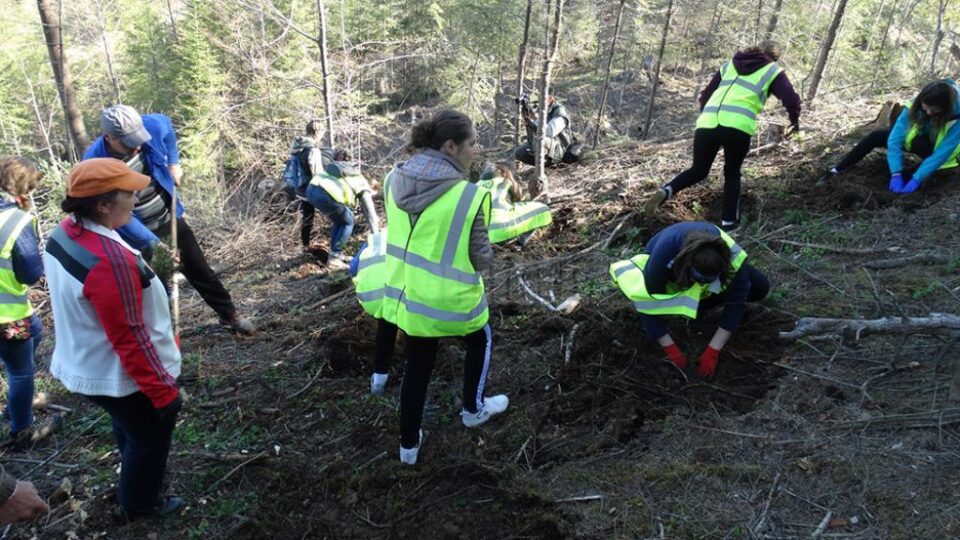 Peste 700 de voluntari s-au implicat în campaniile de împădurire de sâmbătă, la Vama și la Pojorâta