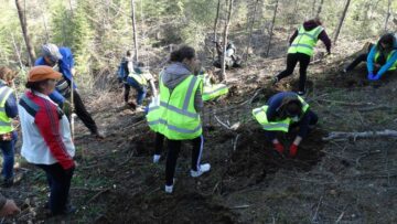 Peste 700 de voluntari s-au implicat în campaniile de împădurire de sâmbătă, la Vama și la Pojorâta
