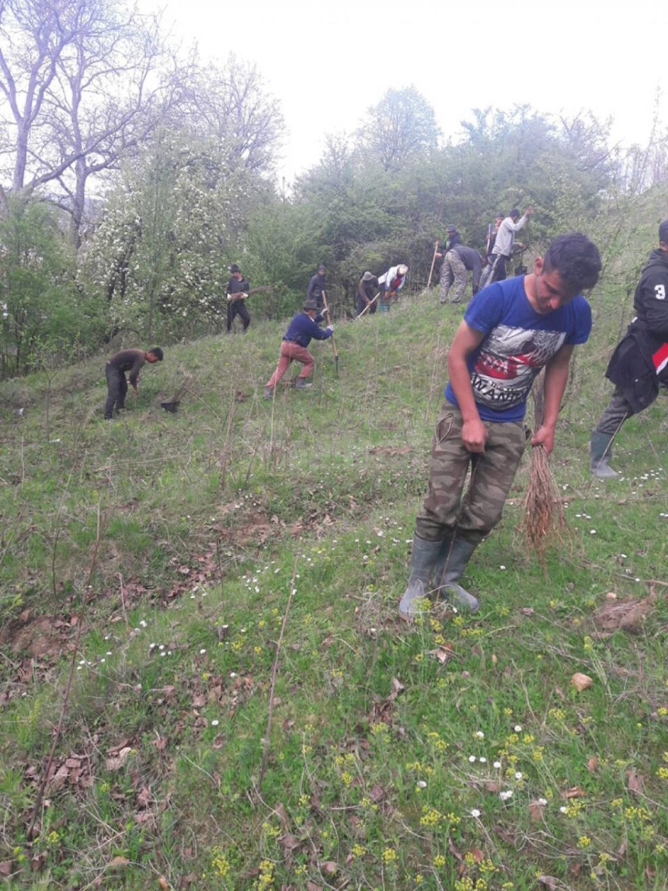 10.000 de puieți de salcâm, plantați la Călinești, pe un teren degradat