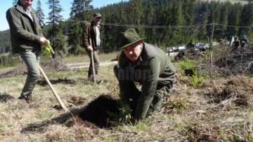 Peste 20.000 de puieți de arbori, plantați de voluntari, la ocoalele silvice Vama și Pojorâta