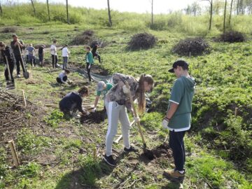 Elevii Școlii Gimnaziale Nr. 4 au plantat 1.000 de puieți la Mihoveni