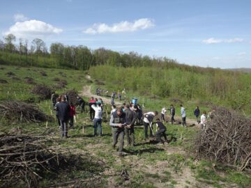 Elevii Școlii Gimnaziale Nr. 4 au plantat 1.000 de puieți la Mihoveni
