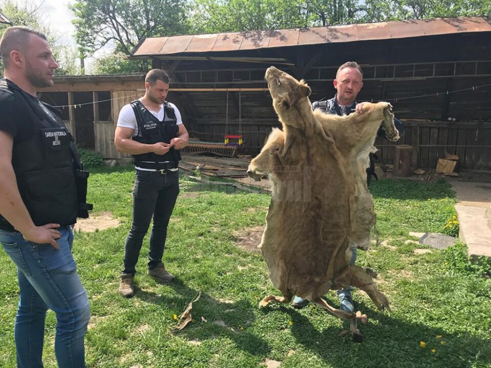 Comisari ai Gărzii de Mediu și polițiști de la Serviciul Arme au ridicat blana de leu
