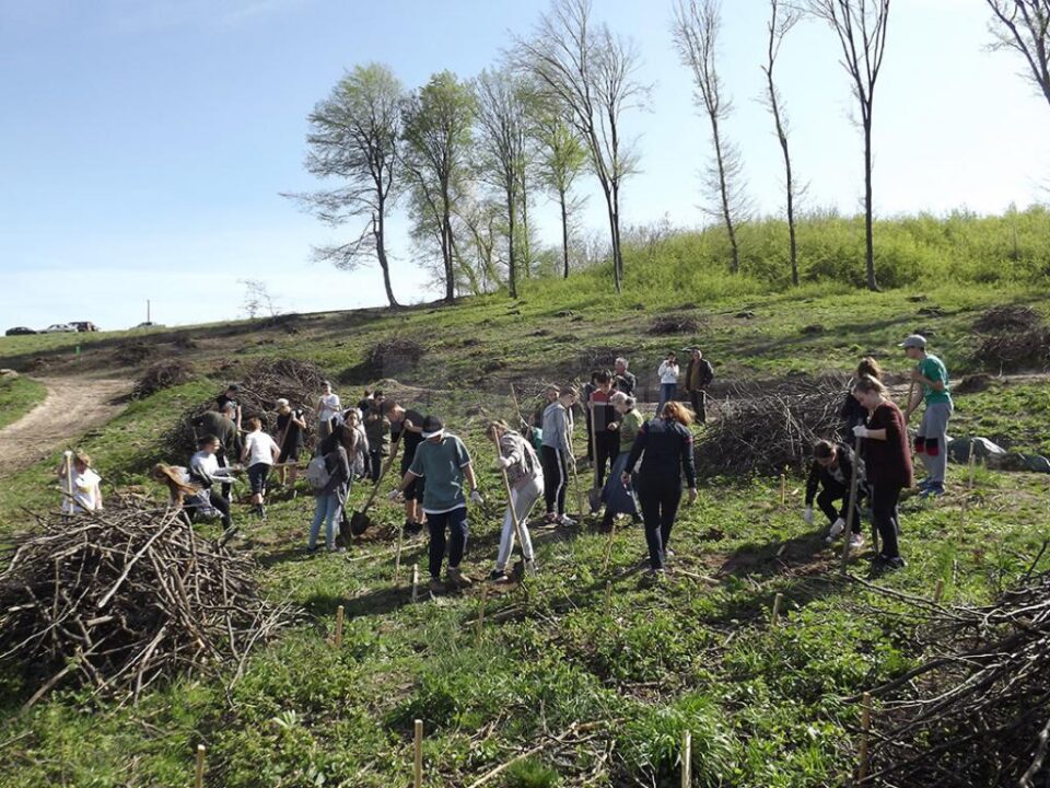 Elevii Școlii Gimnaziale Nr. 4 au plantat 1.000 de puieți la Mihoveni