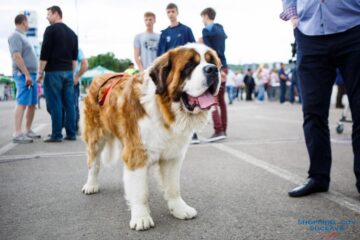 Peste 900 de câini de rasă vor participa la Bucovina Dog Show 2018