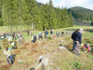Peste 3.500 de puieți de molid și larice, plantați la Cârlibaba