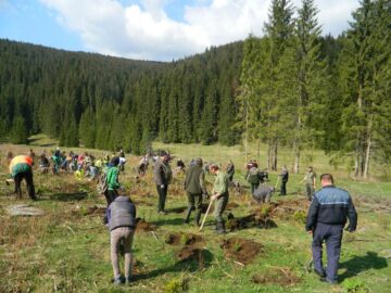 Peste 3.500 de puieți de molid și larice, plantați la Cârlibaba