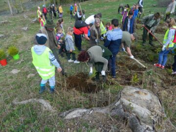 Peste 3.500 de puieți de molid și larice, plantați la Cârlibaba