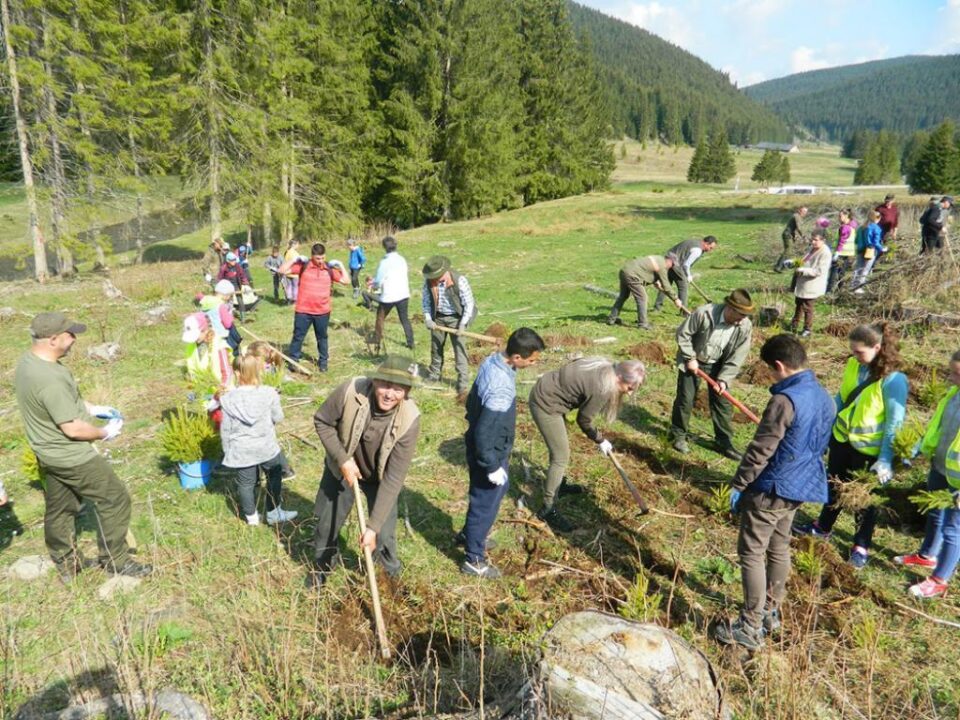 Acțiunea de împădurire a avut loc zilele trecute în zona de munte a județului Suceava, la inițiativa celor de la Ocolul Silvic Cârlibaba Acțiunea de împădurire a avut loc zilele trecute în zona de munte a județului Suceava, la inițiativa celor de la Ocolul Silvic Cârlibaba