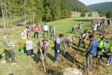 Acțiunea de împădurire a avut loc zilele trecute în zona de munte a județului Suceava, la inițiativa celor de la Ocolul Silvic Cârlibaba