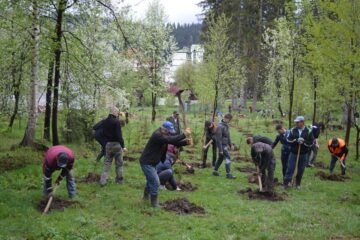Campanie de împădurire organizată de Primăria Vatra Dornei în parcul central