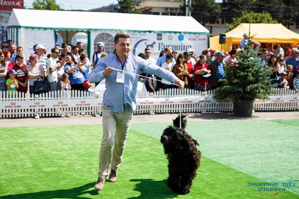 Sute de câini de rasă, din țară și de peste hotare, într-un spectacol deosebit, la Bucovina Dog Show 2018