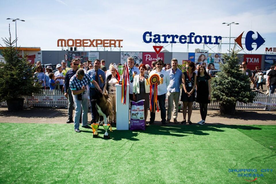 Sute de câini de rasă, din țară și de peste hotare, într-un spectacol deosebit, la Bucovina Dog Show 2018