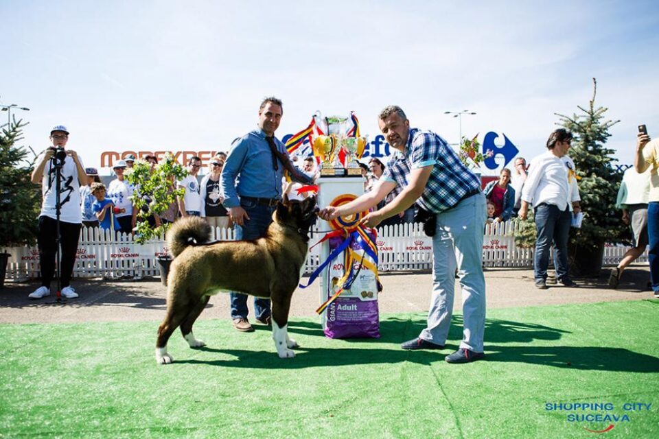 Sute de câini de rasă, din țară și de peste hotare, într-un spectacol deosebit, la Bucovina Dog Show 2018