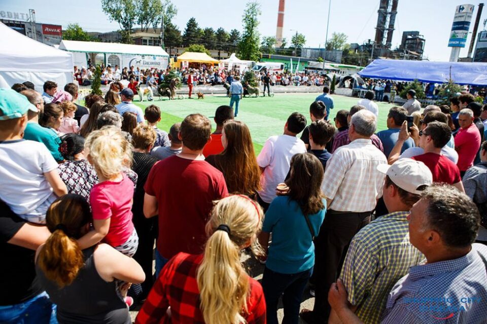 Sute de câini de rasă, din țară și de peste hotare, într-un spectacol deosebit, la Bucovina Dog Show 2018