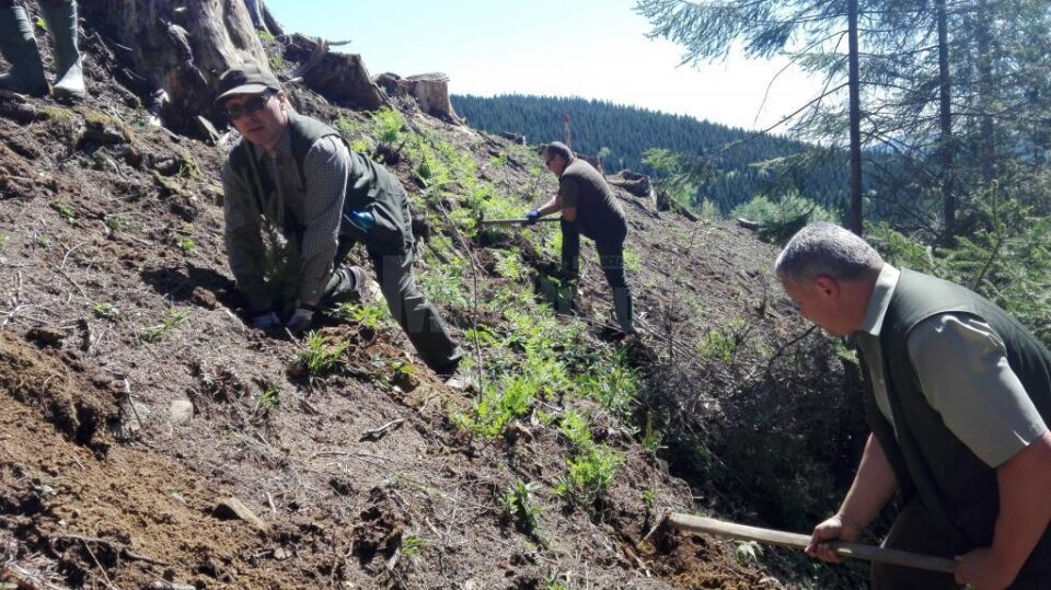 Acțiune de plantare a Gărzii Forestiere Suceava, în comuna Brodina