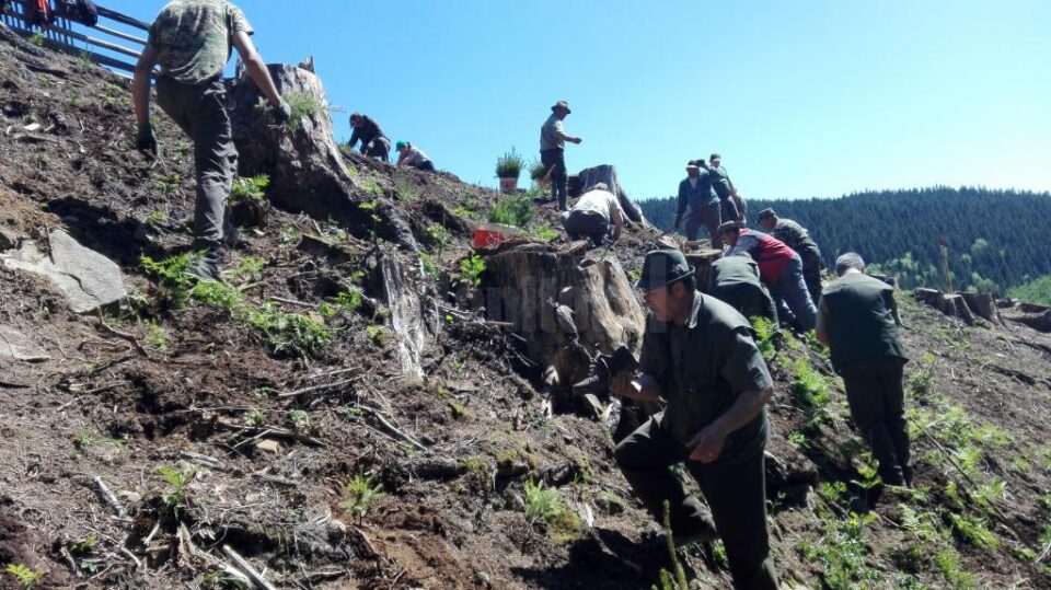 Acțiune de plantare a Gărzii Forestiere Suceava, în comuna Brodina