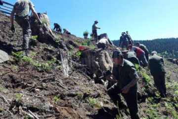 Acțiune de plantare a Gărzii Forestiere Suceava, în comuna Brodina