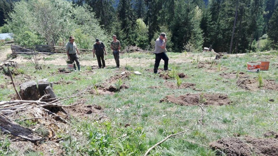 Acțiune de plantare a Gărzii Forestiere Suceava, în comuna Brodina