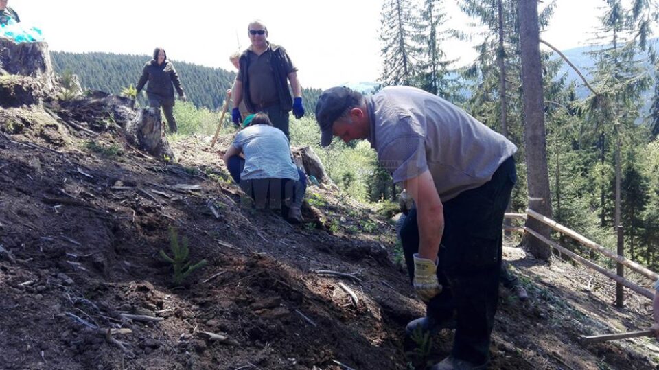Acțiune de plantare a Gărzii Forestiere Suceava, în comuna Brodina