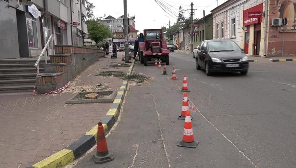 Șapte copaci de pe strada Petru Rareș au fost tăiați