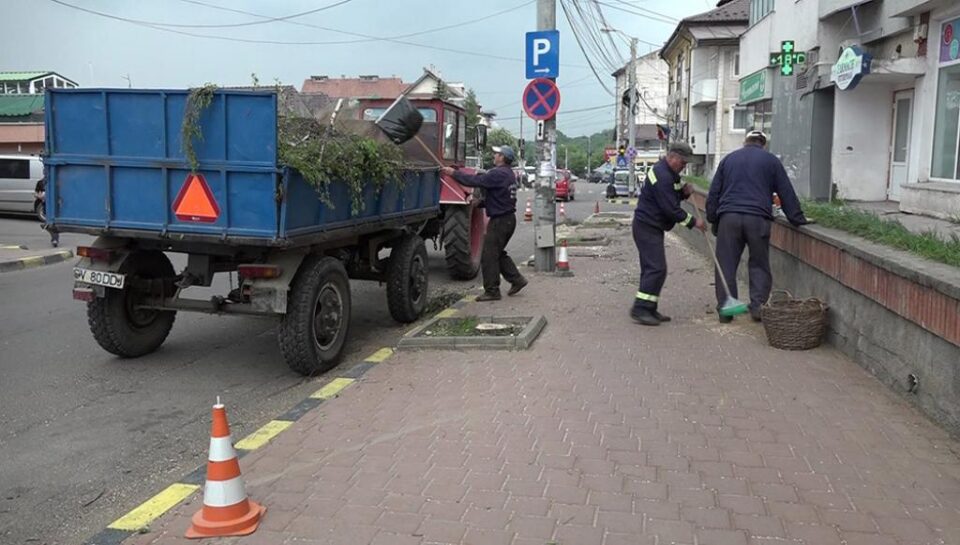 Șapte copaci de pe strada Petru Rareș au fost tăiați