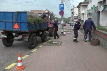Șapte copaci de pe strada Petru Rareș au fost tăiați