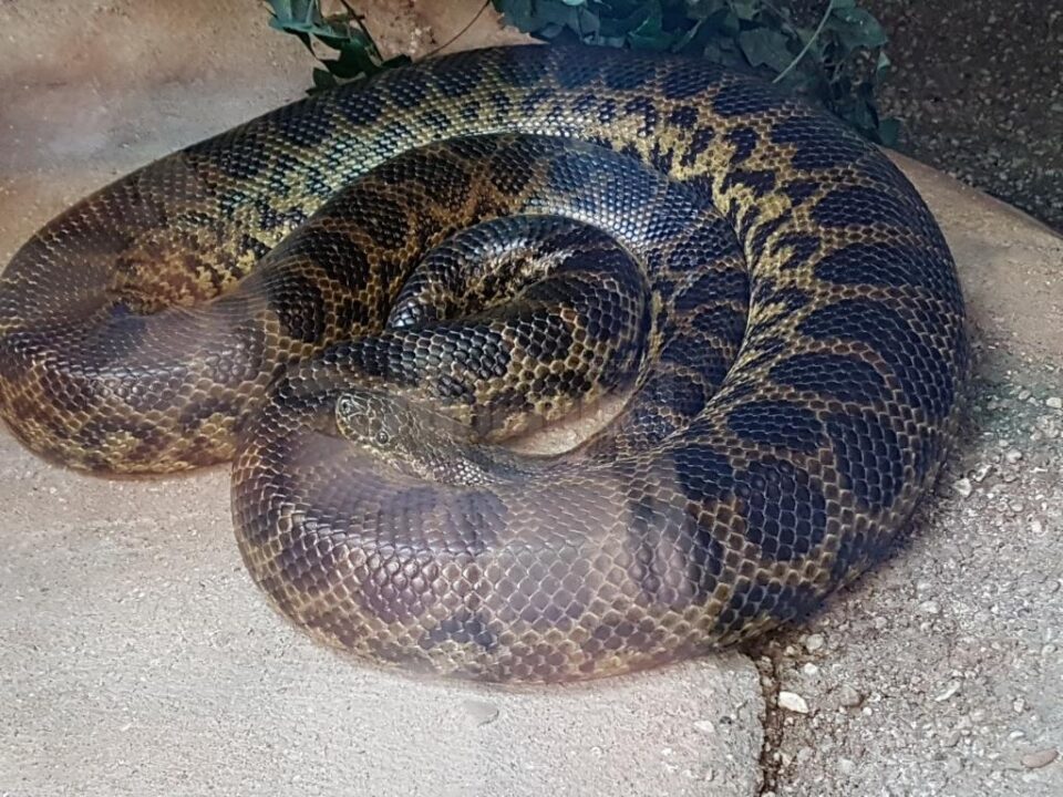 Un sarpe a muscat de mana o femeie din Izvoarele Sucevei
