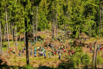 Aproape 600 de voluntari au plantat 6.340 de puieți de molid, brad și larice în Călimani