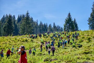 Aproape 600 de voluntari au plantat 6.340 de puieți de molid, brad și larice în Călimani