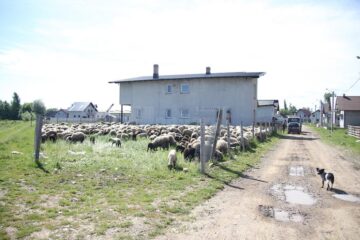 Oile pășunează printre case