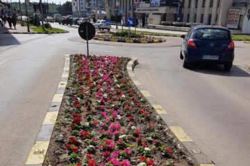 250.000 de rasaduri au fost plantate recent de angajații Primăriei Suceava