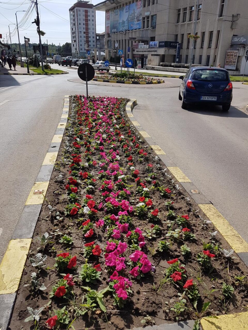 250.000 de rasaduri au fost plantate recent de angajații Primăriei Suceava