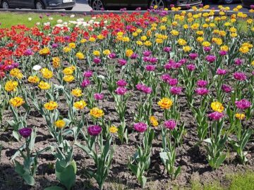 Feerie de culori în Suceava, la înflorirea lalelelor , în această primăvară