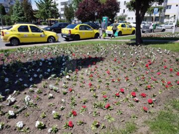 Peste 300.000 de flori împodobesc străzile Sucevei în această primăvară
