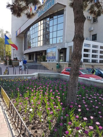 Peste 300.000 de flori împodobesc străzile Sucevei în această primăvară